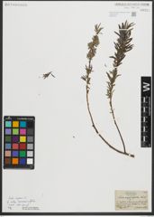 Foto von Salix repens subsp. rosmarinifolia (L.) Andersson
